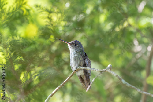 hummingbird