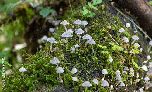 mushrooms in the forest 