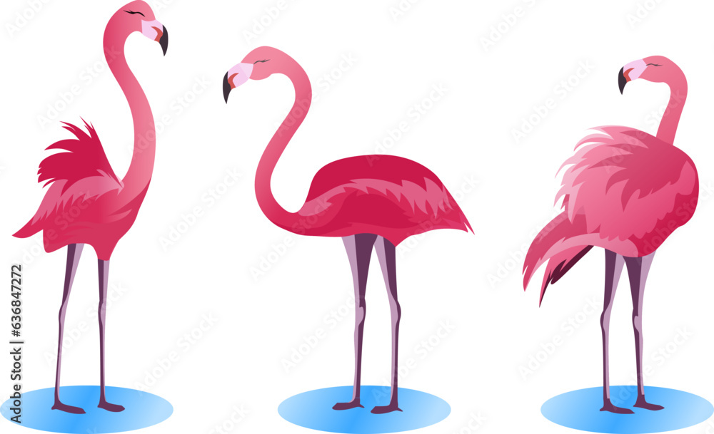 Obraz premium set of Pink flamingo bird in different poses vector illustration, flamingo bird collection