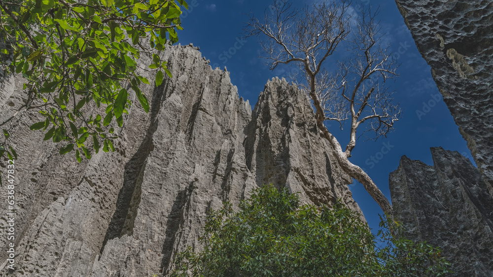 Unique Tsingy De Bemaraha. Limestone gray sheer cliffs with sharp peaks against the blue sky. Green vegetation and dry trees are nearby. Madagascar.
