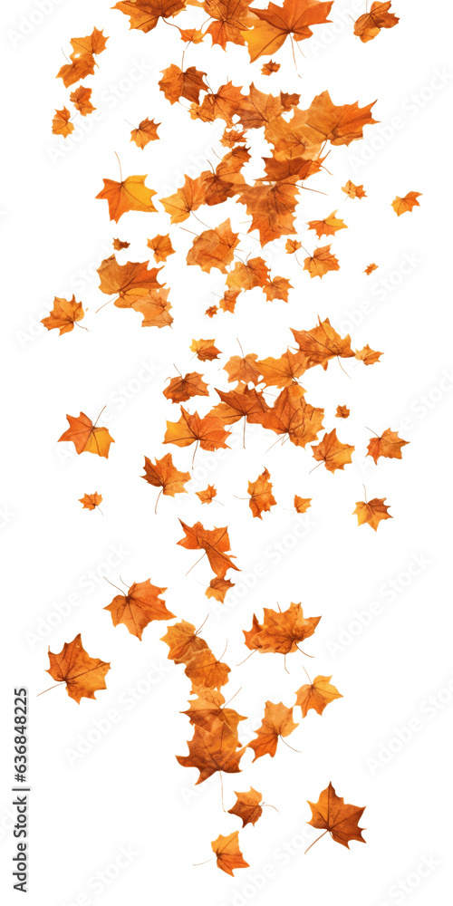dry leaves falling isolated on a white background or png transparent, autumn maple orange and yellow foliage thanksgiving overlay mockup
