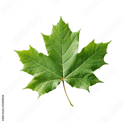 green maple leaf isolated on a white or transparent background, overlay mockup