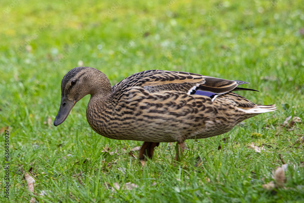 wild duck bird while walking in the meadow wild duck bird while walking in the meadow