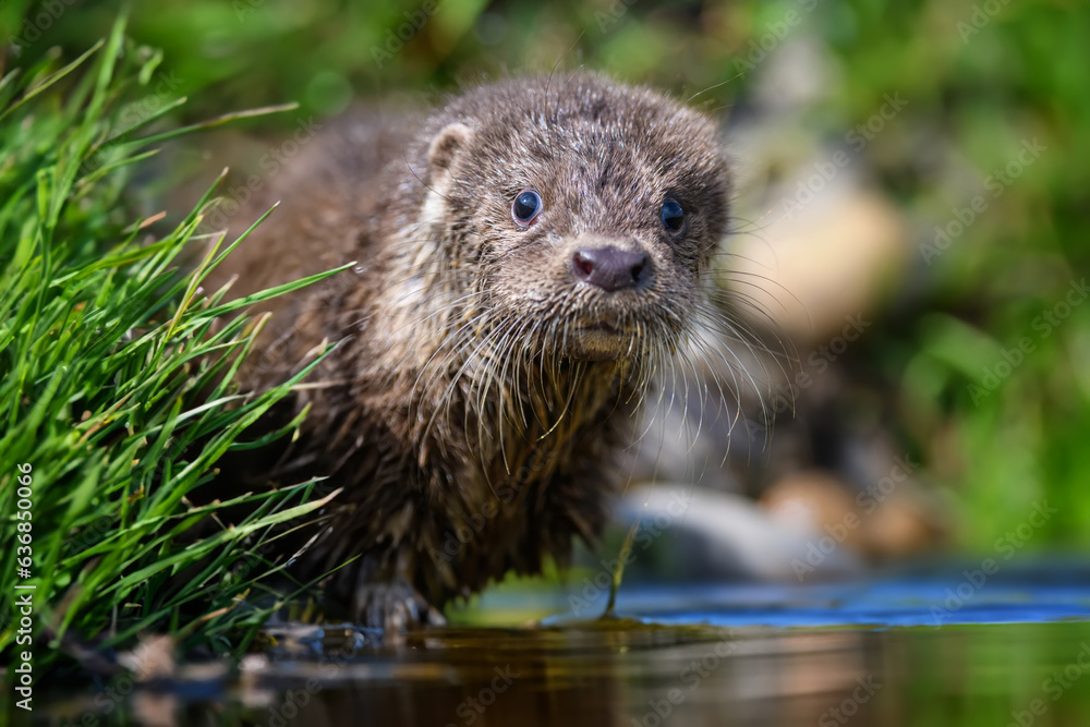 Lutra in nature habitat. Portrait of water predator. Animal from the river Lutra in nature habitat. Portrait of water predator. Animal from the river