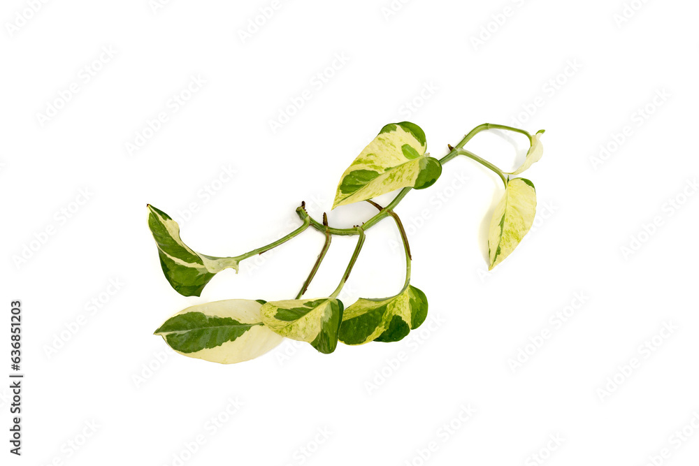 Epipremnum aureum pothos branch on a white isolated background Epipremnum aureum pothos branch on a white isolated background