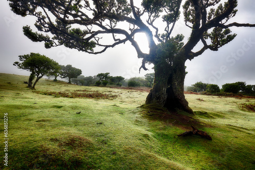 Mystical misty green old forest tree landscape with sun in Madeira, Fanal - Europe