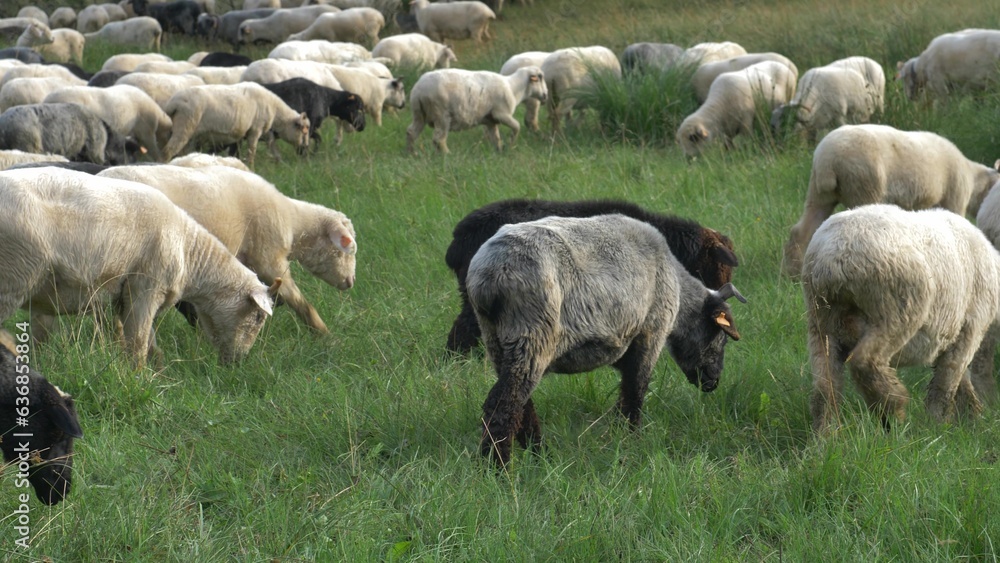 Flock of Sheep on Pasture Meadow at Sunset in Polish Mountains Flock of Sheep on Pasture Meadow at Sunset in Polish Mountains