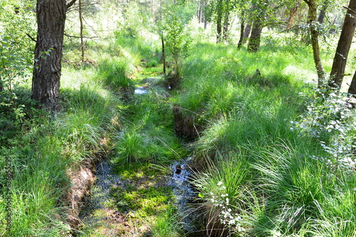 Landscape in the Fen Grosses und Weisses Moor, Lower Saxony photo