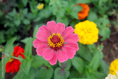 A Pink Zinnia Elegans Flower And Green Leaves In Garden