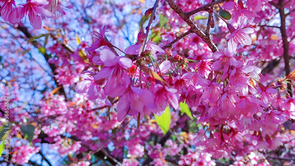 Fototapeta premium Beautiful cherry blossoms blooming in park, Sakura flower background.