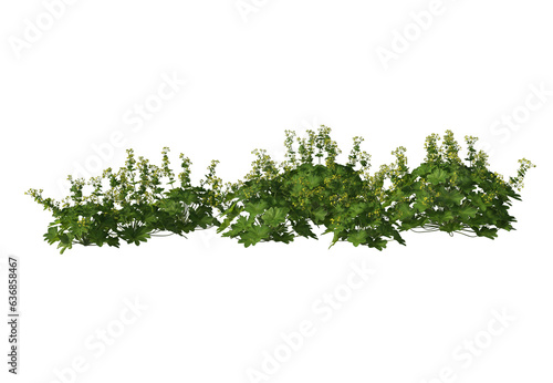 Alchemilla vulgaris, Lady's mantle, wildflowers, light for daylight, easy to use, 3d render, isolated