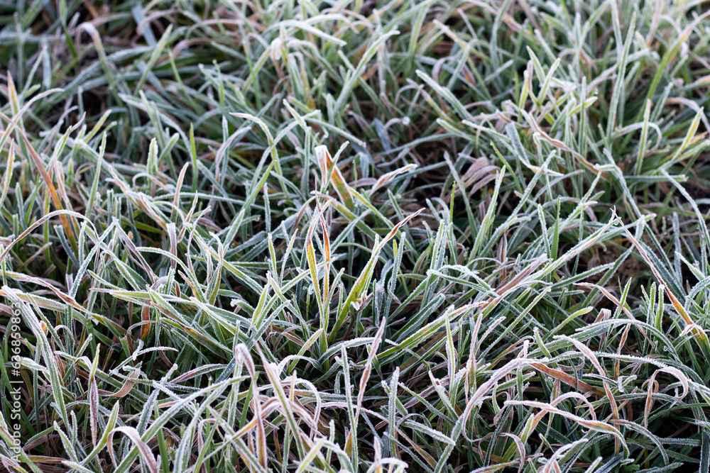 Frost-covered grass in early winter, winter background Frost-covered grass in early winter, winter background