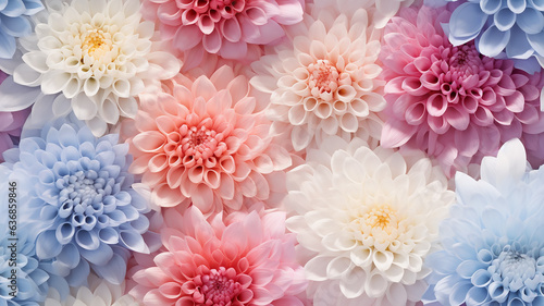 multicolored chrysanthemum flowers spectrum rainbow nature background soft abstract tile © kichigin19