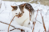 Funny white spotted cat in the garden in winter gnawing on a raspberry branch, cat in the snow