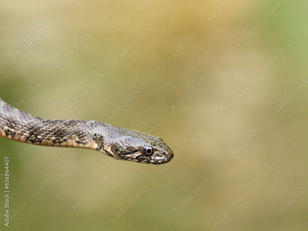 Water snake. Viperine Snake. Natrix Maura Water snake. Viperine Snake. Natrix Maura