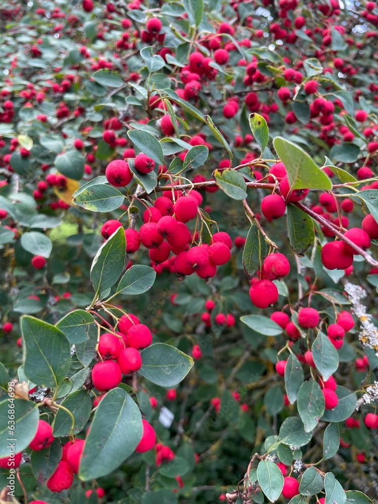 Obraz premium red berry bush