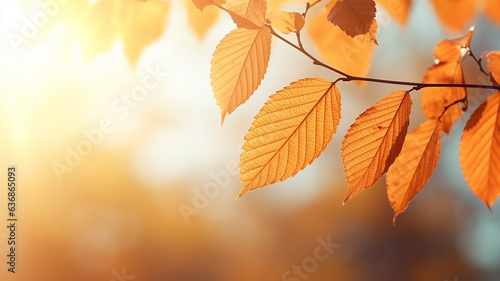 autumn abstract background  elm branch with yellow leaves on a background with a copy  space  october sky