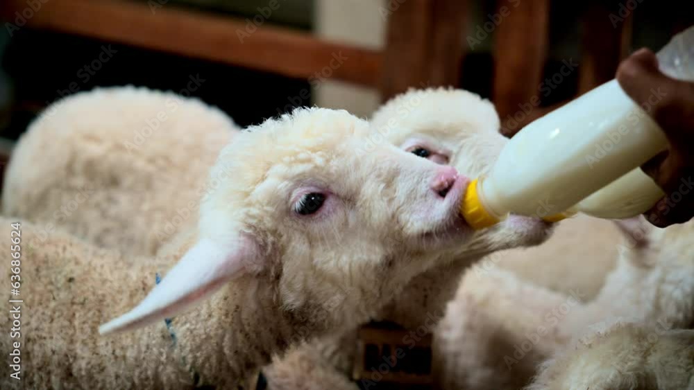 Lambs drinking milk in a wooden pen in rural Indonesia. The farmer is helping to feed the lambs. Lambs drinking milk in a wooden pen in rural Indonesia. The farmer is helping to feed the lambs.