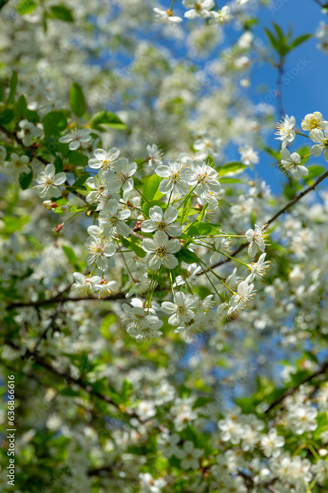 Aronia melanocarpa or black chokeberry white flowers and green leaves on branch in garden, close up Aronia melanocarpa or black chokeberry white flowers and green leaves on branch in garden, close up