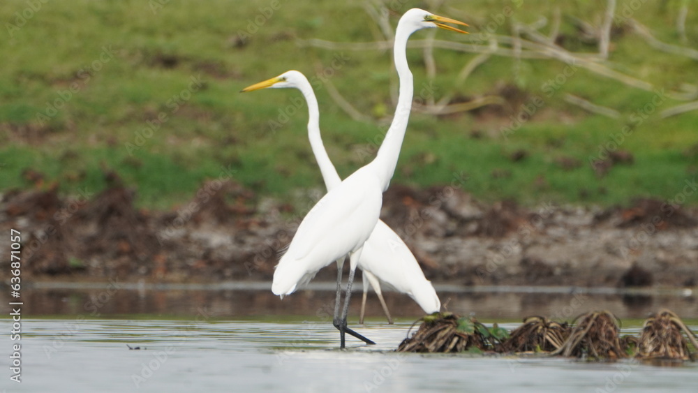 Obraz premium Tiruchirapalli,Tamilnadu, india- 7 august 2023 two White Crane Bird on the lake waiting for fish