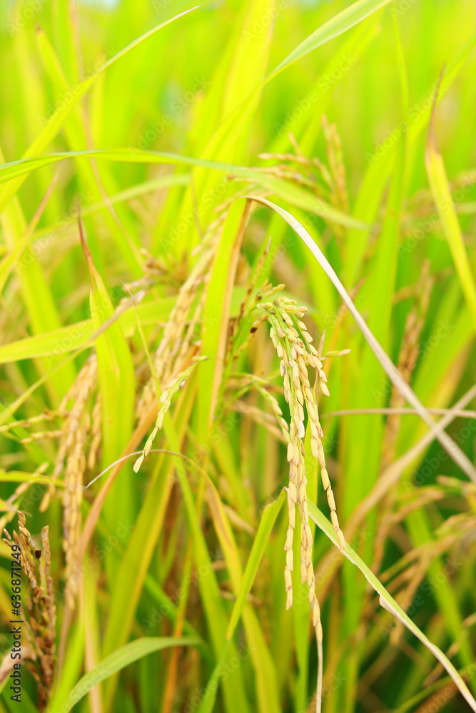 Mature paddy rice field before harvest, Mature paddy rice growing in rice field Mature paddy rice field before harvest, Mature paddy rice growing in rice field