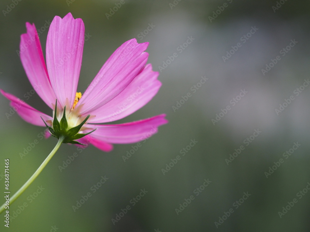 秋の花 濃いピンク色のコスモス 秋の花 濃いピンク色のコスモス
