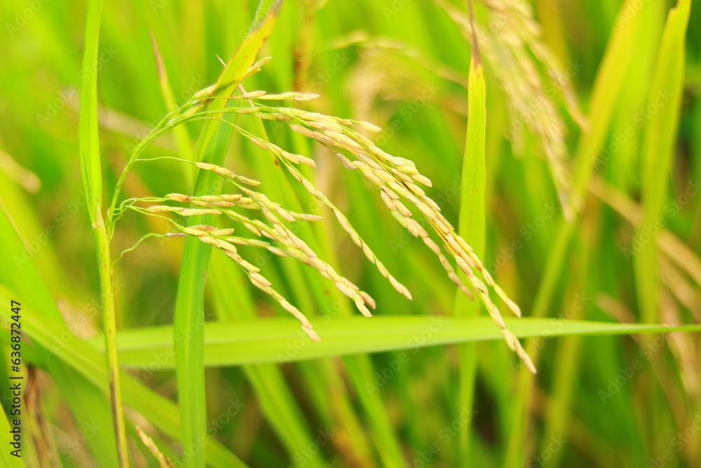 Mature paddy rice field before harvest, Mature paddy rice growing in rice field Mature paddy rice field before harvest, Mature paddy rice growing in rice field