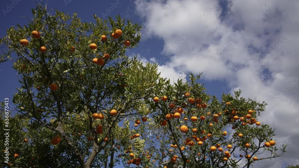 Orange in Soller, Mallorca, Spain Orange in Soller, Mallorca, Spain