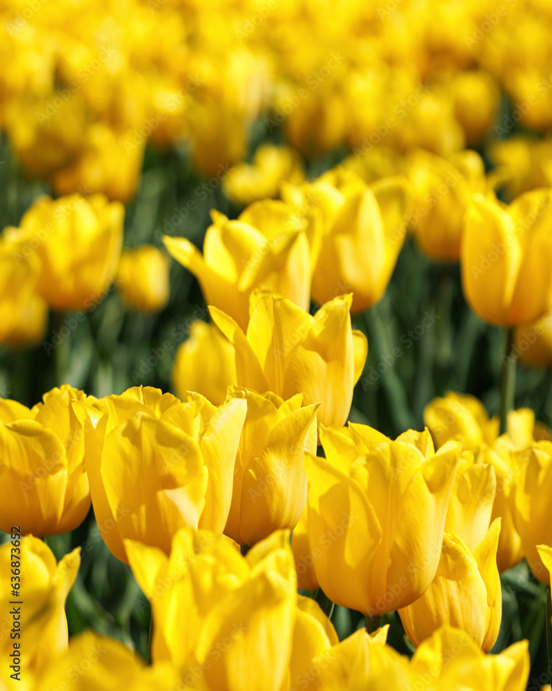 Selective Focus on Yellow Tulip in Field of Flowers. Close-Up Shot. Selective Focus on Yellow Tulip in Field of Flowers. Close-Up Shot.
