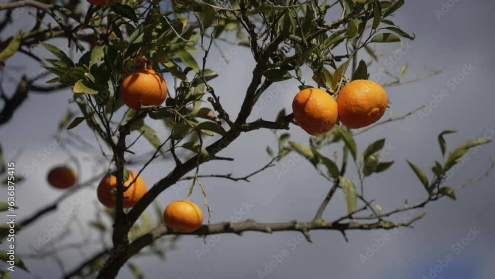 Orange in Soller, Mallorca, Spain