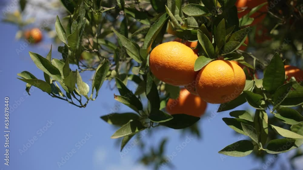 Orange in Soller, Mallorca, Spain Orange in Soller, Mallorca, Spain