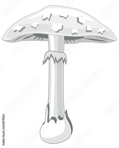 Mushroom pale toadstool on white background is insulated