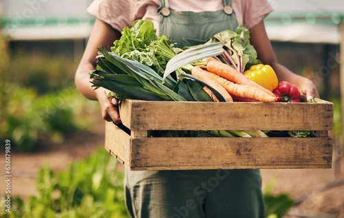 Obraz Farmer hands, box and vegetables in greenhouse for agriculture, supply chain business and product in basket. Person, seller or worker in gardening for sustainability NGO, nonprofit and food harvest