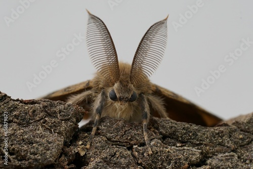 Tableau sur toile Facial closeup on the American gypsy or Spongy Moth, Lymantria dispar, against a