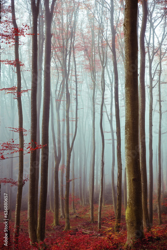 Traum Wald mystisch mit Nebel und rot