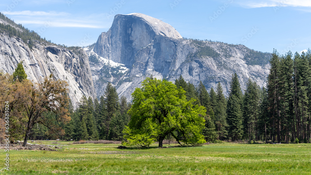 Yosemite, Prominent tree in Meadow with Half Dome