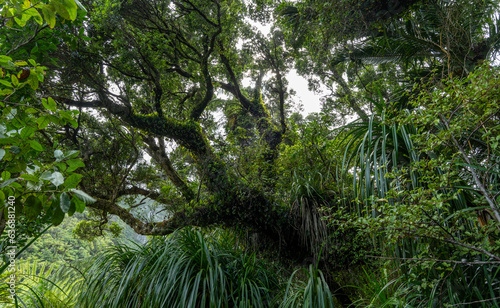 New Zealand  Overgrown tree at Pororari River