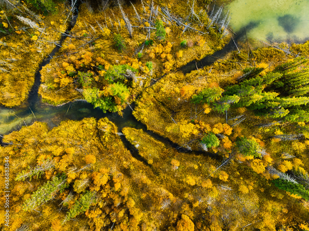 A drone view of the river in the woods. An aerial view of an autumn forest. Winding river among the trees. Mountain water. Landscape with soft light before sunset.