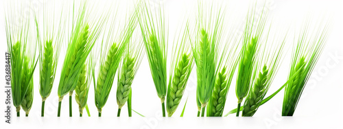 green young wheat ears isolated on a white background panorama.