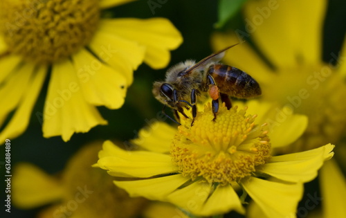 Biene auf einer Gemswurz-Blüte