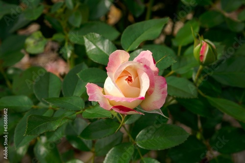 A rose named 'HONOKA' (Rosa Keifunikoa) blooming in the garden, close up. photo