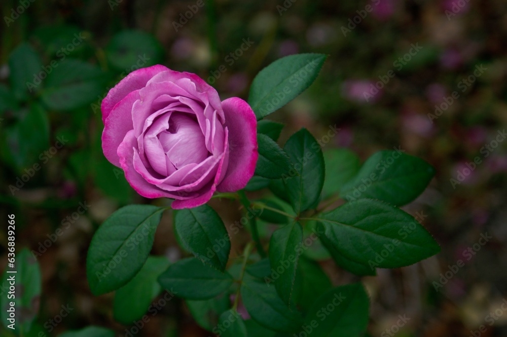 A single flower named 'Blue River' on soil, close-up, high angle. A single flower named 'Blue River' on soil, close-up, high angle.