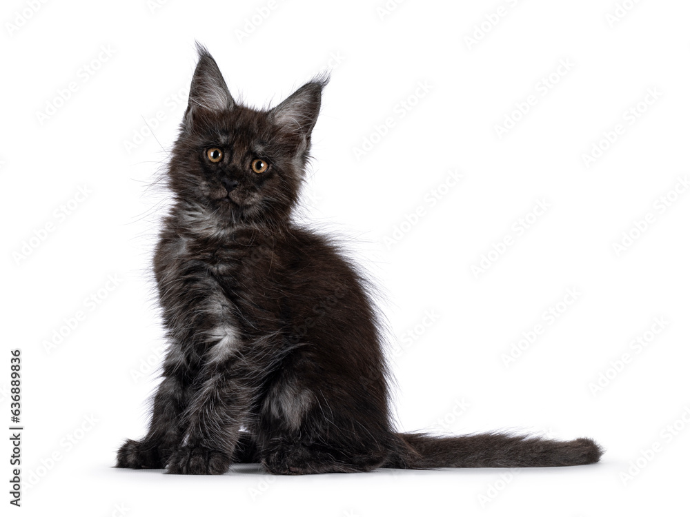Expressive black smoke cat kitten, sitting up side ways. Looking straight towards camera. Isolated on a white background.