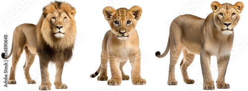 Collection of a standing lion family (male, lioness, cub), animal bundle isolated on a white background as transparent PNG
