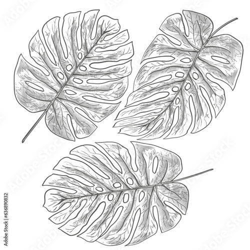 illustration of a monstera leaf 