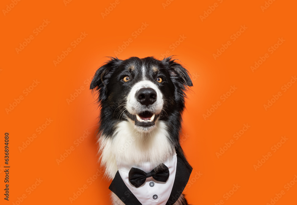 Portrait elegant border collie dog celebrating halloween, carnival or new year wearing a tuxedo. Isolated on orange backgorund