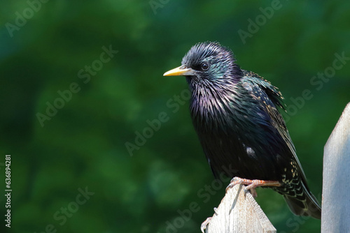 Bilde på lerret Gemeiner Star / Common starling / Sturnus vulgaris