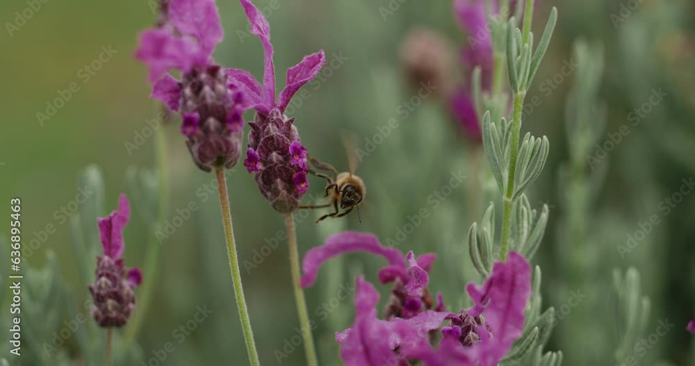 Honey bee feeding on lavender flower, super slow motion at 1000 fps Honey bee feeding on lavender flower, super slow motion at 1000 fps