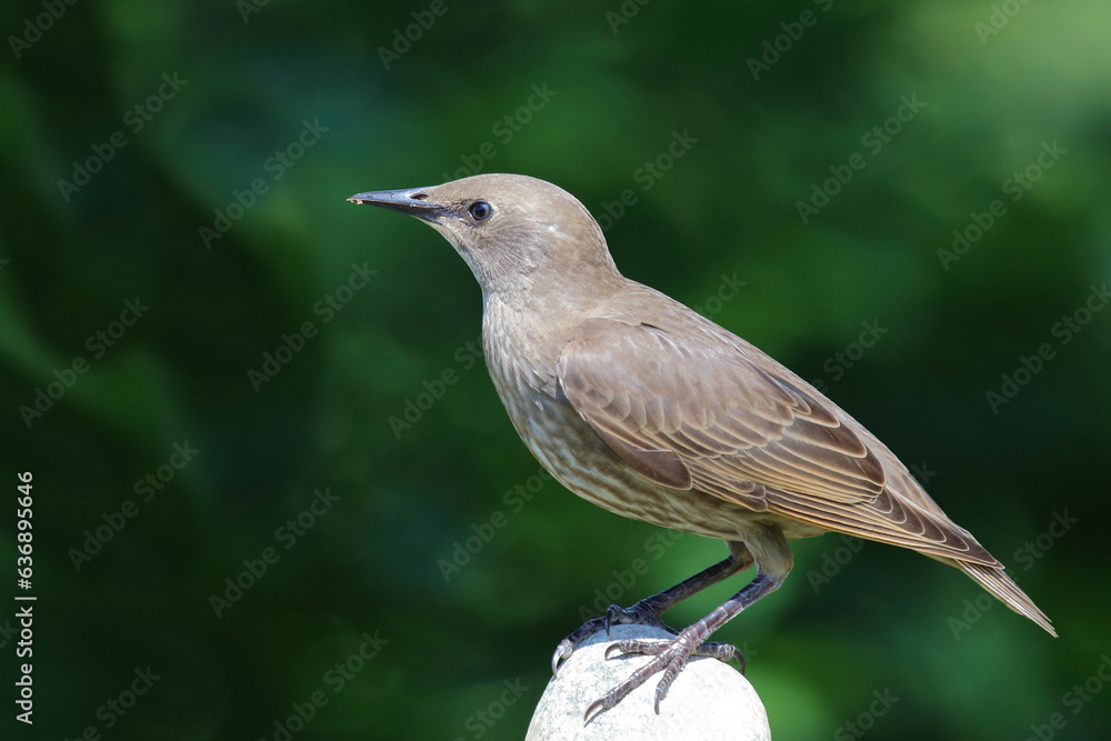 Obraz premium Gemeiner Star / Common starling / Sturnus vulgaris.