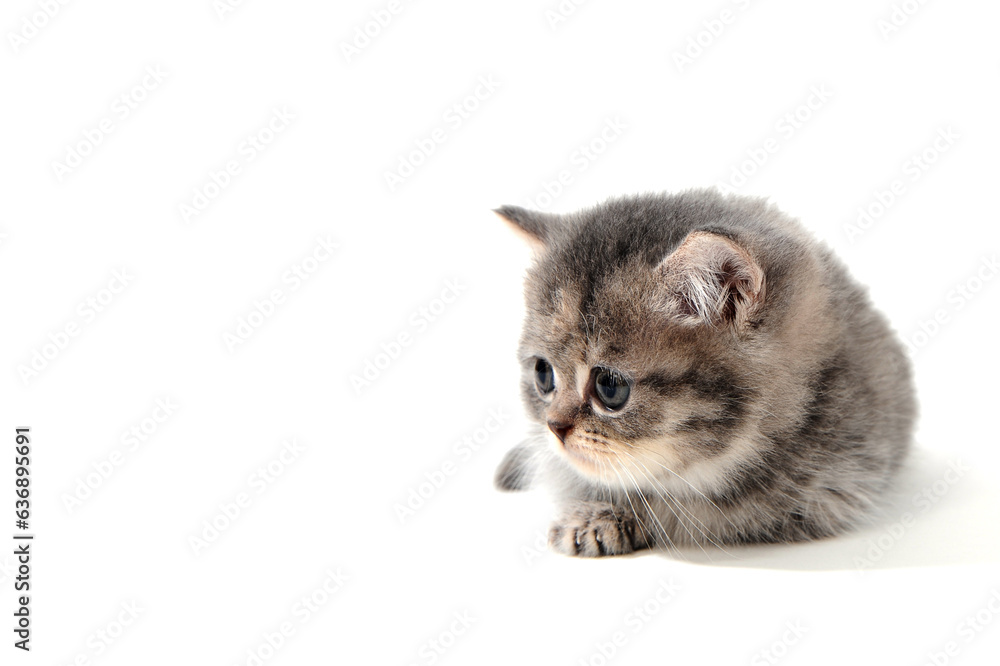 Obraz premium a small fluffy kitten on a white isolated background